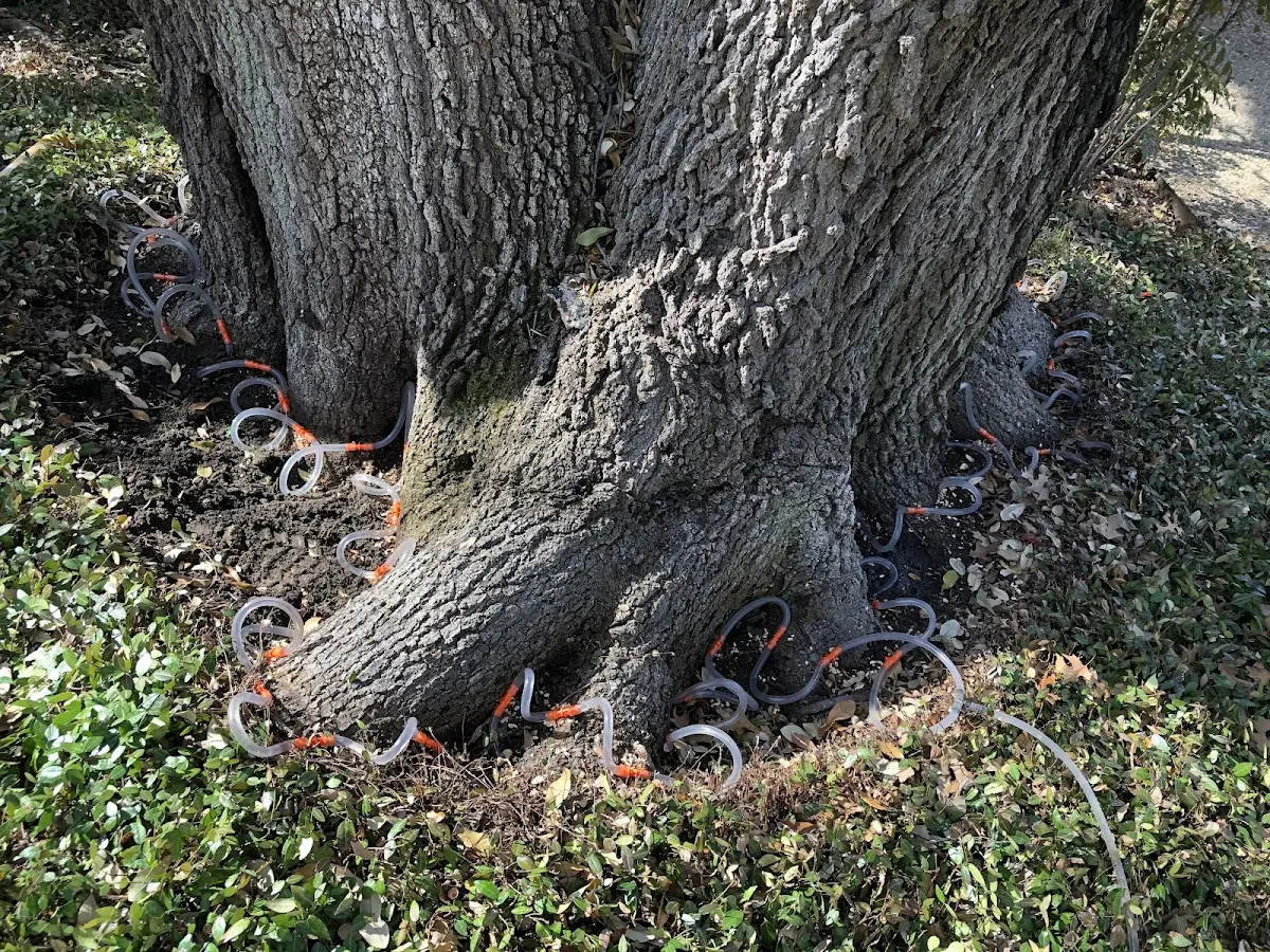 Detailed Tree Cabling and Bracing job site in Yulee